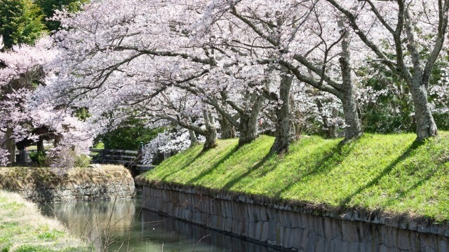 龍岡城 五稜郭のお堀と桜｜佐久市の住みやすさイメージ画像